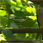 Burung Elang Indonesia